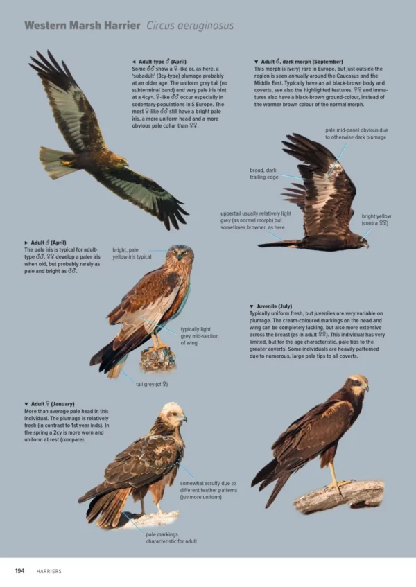 ID Handbook of European Birds