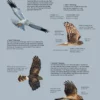 ID Handbook of European Birds