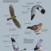 ID Handbook of European Birds