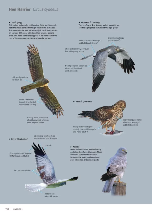 ID Handbook of European Birds