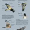 ID Handbook of European Birds