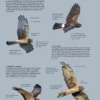 ID Handbook of European Birds