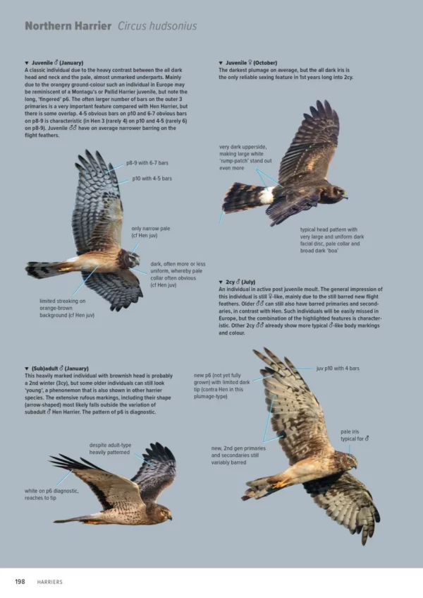 ID Handbook of European Birds
