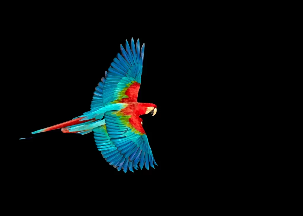 Ara chloropterus, Red and green Macaw. Photo Caio Brito.