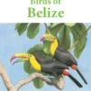 Birds of Belize