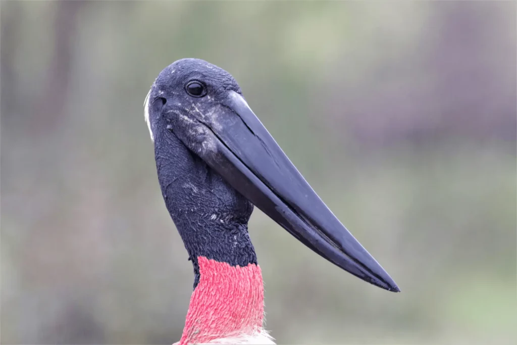 Jabiru