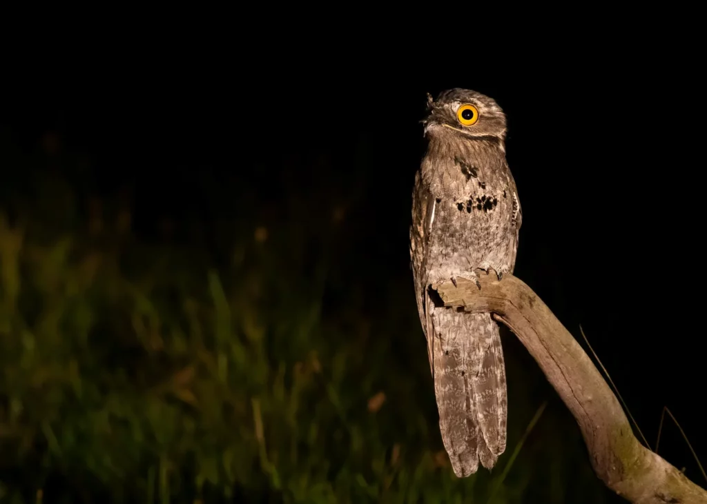 Nyctibius griseus (Common Potoo), photo Caio Brito