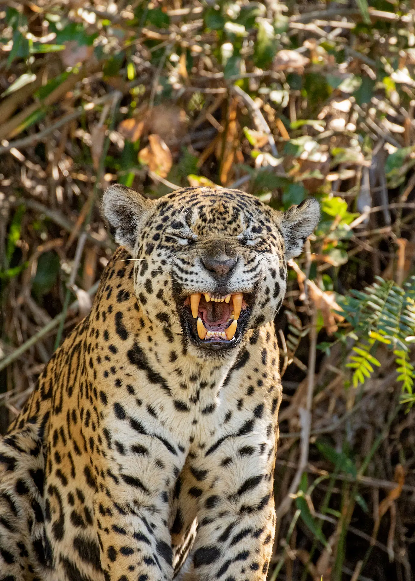 Panthera onca (Jaguar), Photo Caio Brito