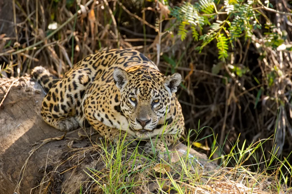 Panthera onca (Jaguar), Photo Caio Brito
