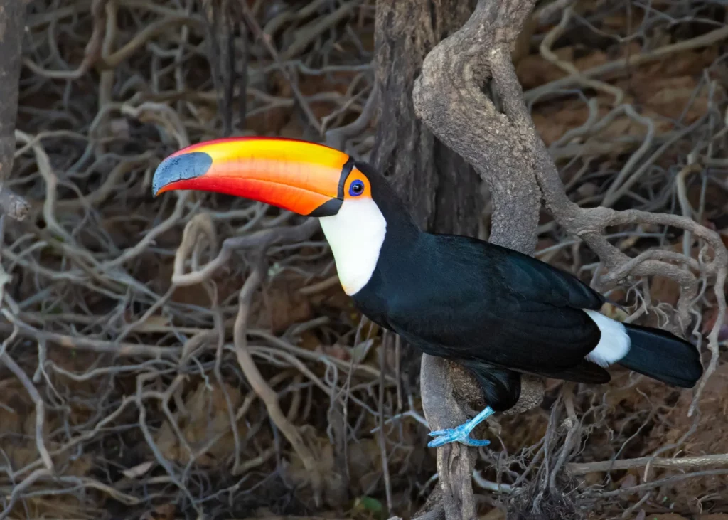 Ramphastos toco (Toco-Toucan), Photo Caio Brito