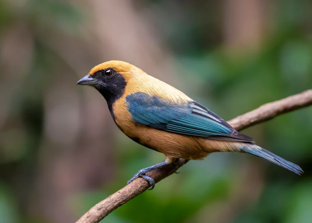 Stilpnia cayana, photo Caio Brito