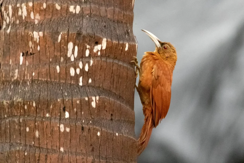 Xiphocolaptes major (Great Rufous Woodcreeper), photo Caio Brito