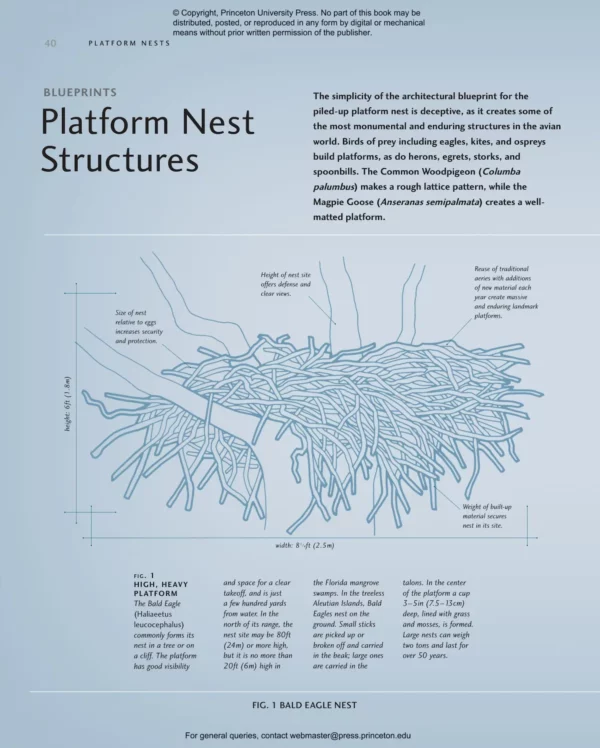 Avian Architecture
