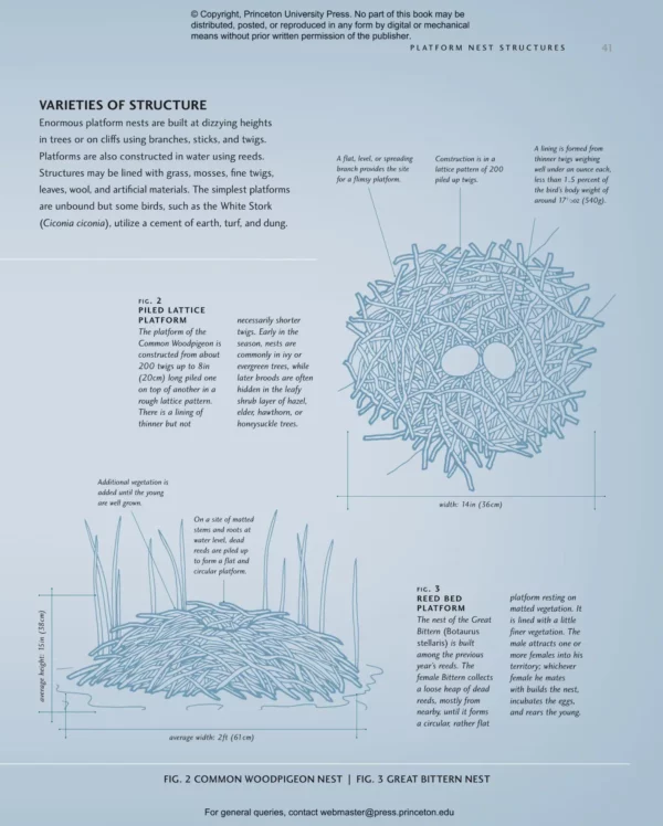 Avian Architecture