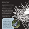 Avian Architecture