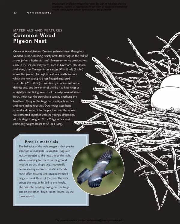 Avian Architecture