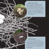 Avian Architecture