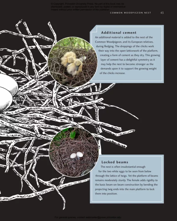 Avian Architecture