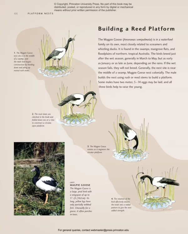 Avian Architecture