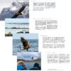 Havørna i Lofoten og Vesterålen eksempler