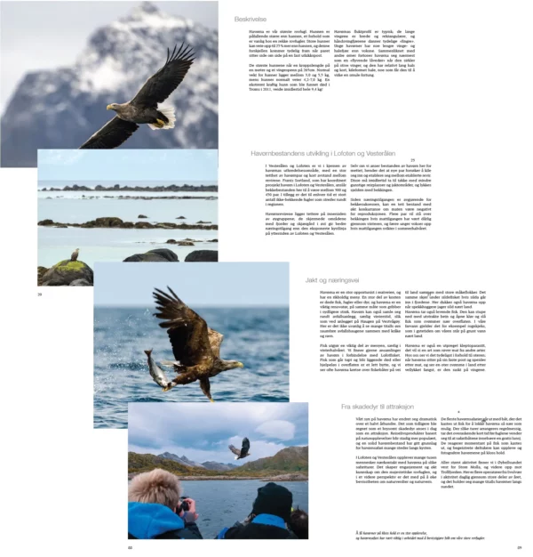 Havørna i Lofoten og Vesterålen eksempler