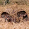Photo Hide Aquila Mark III - Brun