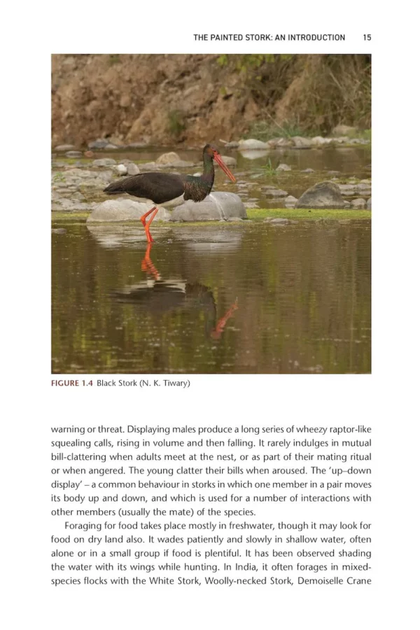 The Painted Stork