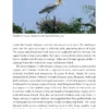 The Painted Stork