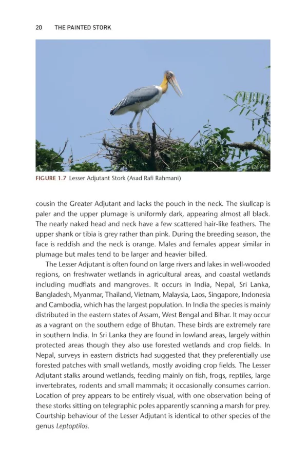 The Painted Stork