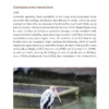 The Painted Stork