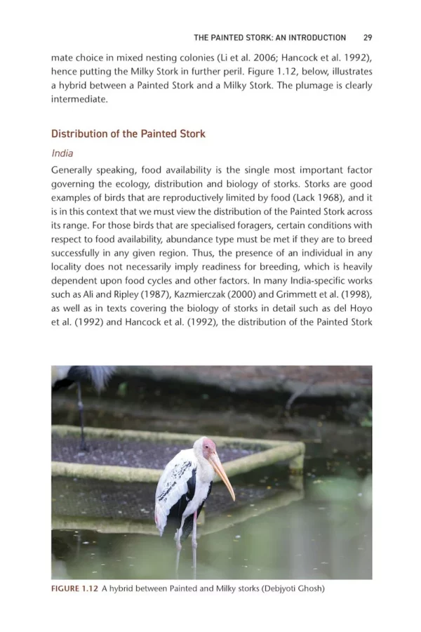 The Painted Stork