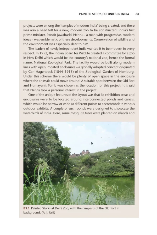 The Painted Stork