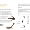 Birds That Leave Their Mark