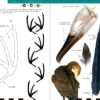Birds That Leave Their Mark