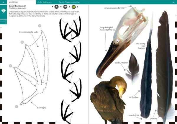 Birds That Leave Their Mark