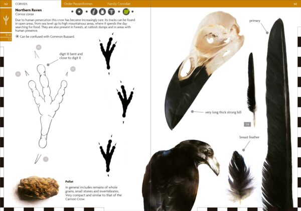 Birds That Leave Their Mark