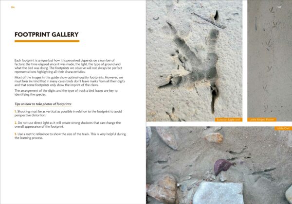 Birds That Leave Their Mark