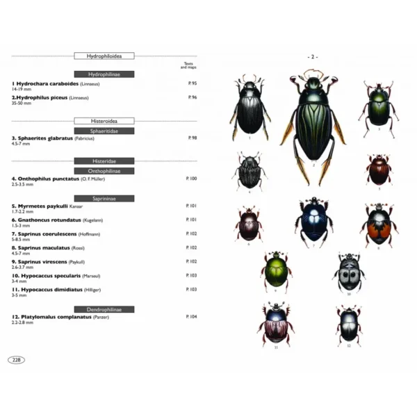 Beetles of Europe, Volume 2