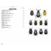 Beetles of Europe, Volume 2