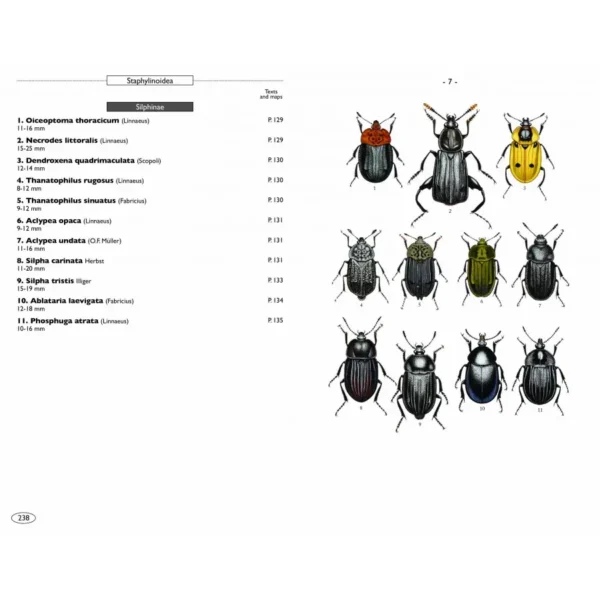 Beetles of Europe, Volume 2