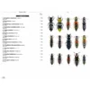 Beetles of Europe, Volume 2
