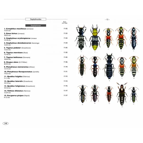 Beetles of Europe, Volume 2