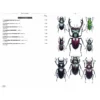 Beetles of Europe, Volume 2