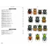 Beetles of Europe, Volume 2