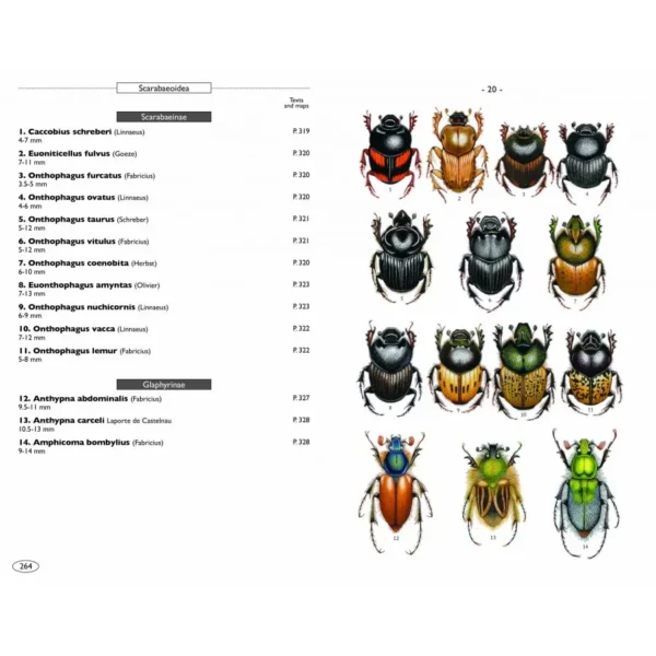 Beetles of Europe, Volume 2