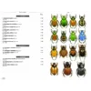 Beetles of Europe, Volume 2