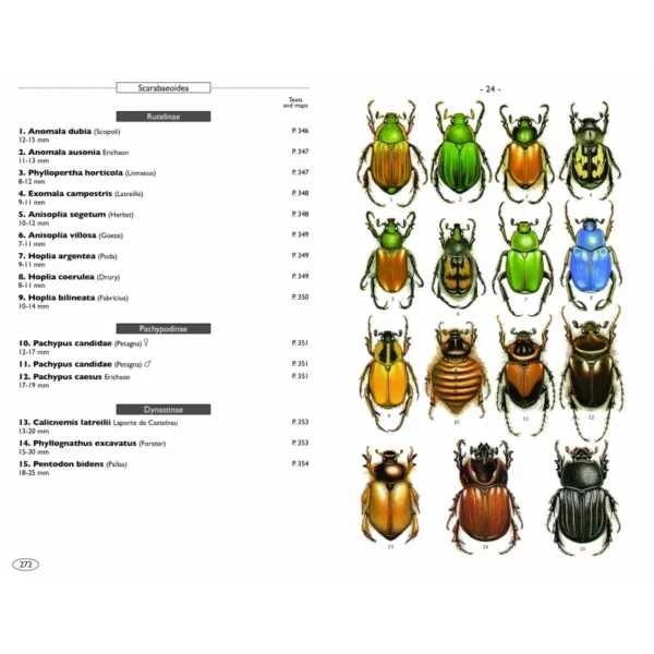 Beetles of Europe, Volume 2