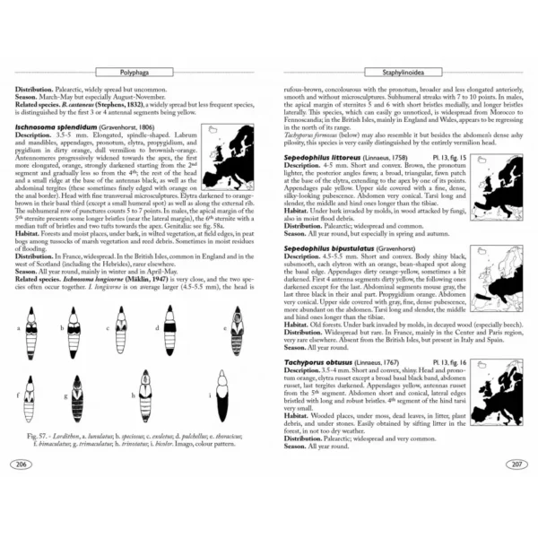 Beetles of Europe, Volume 2