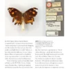 Butterflies of the World