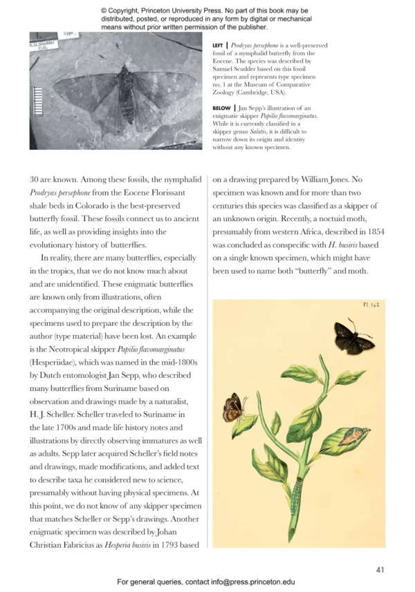 Butterflies of the World